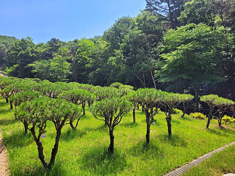 김포수목장A 사진 5