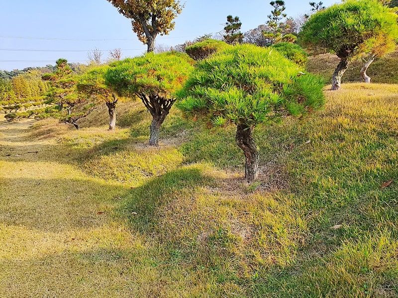 일산수목장A 사진 4