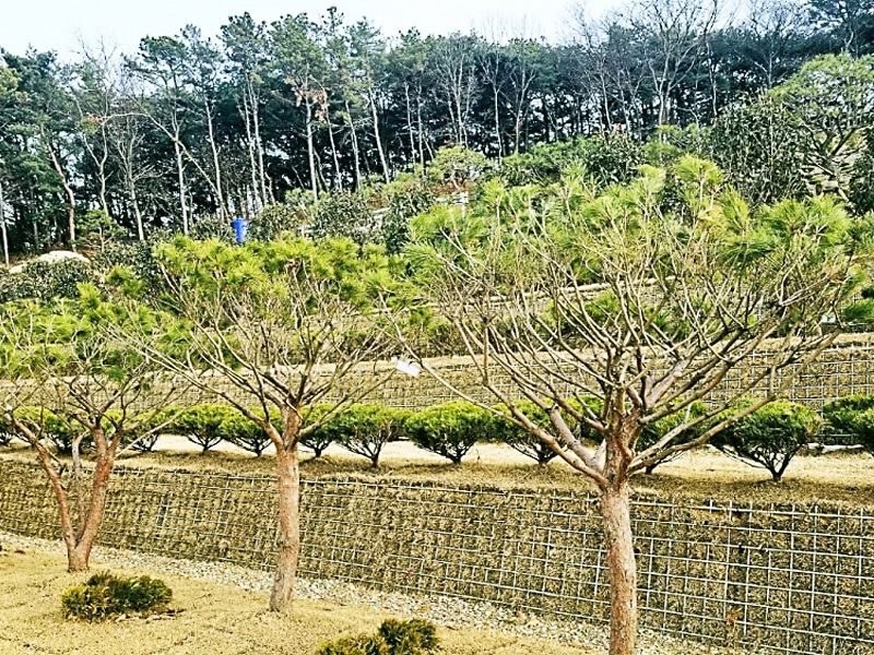 일산수목장B 사진 4