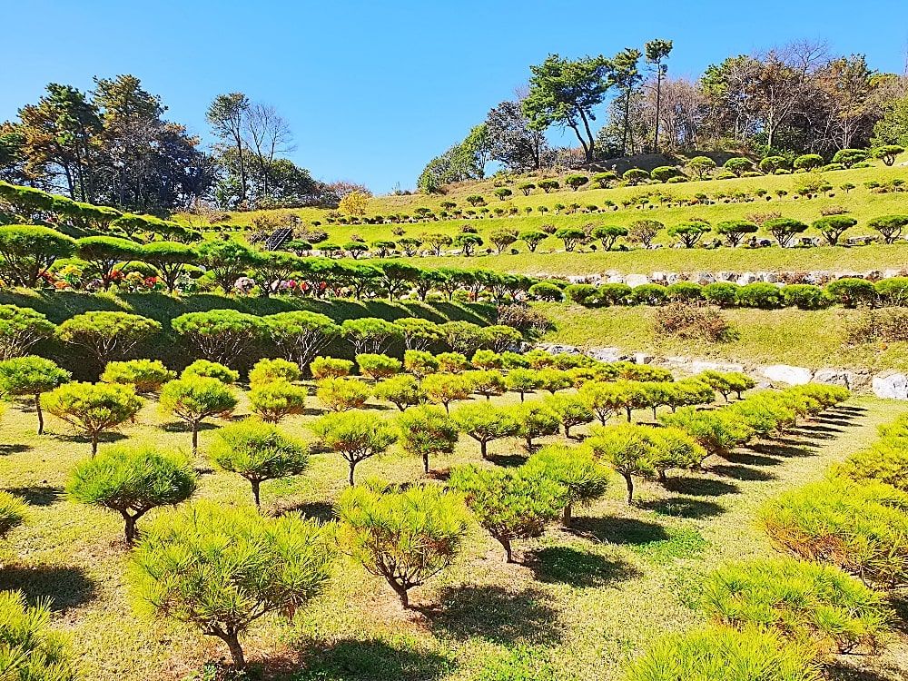 용인수목장A 사진 4